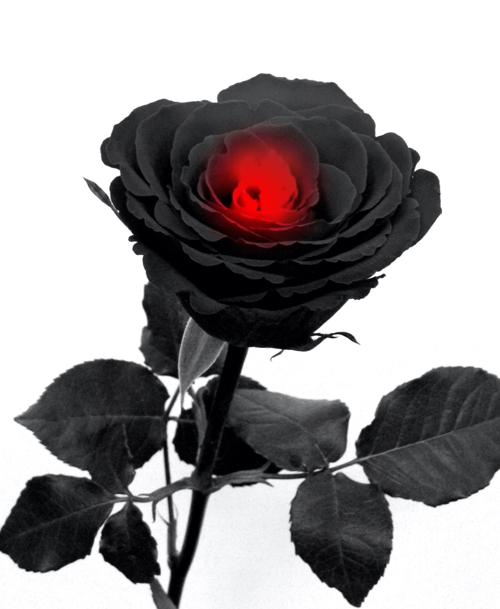 dreamstimemedium_91581319